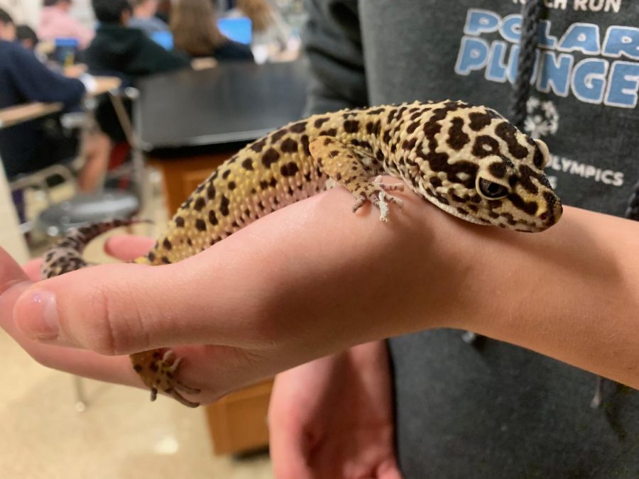 Students can learn responsibility from classroom pets like Steven Levons gecko Leo, but they also can make classrooms less stressful.