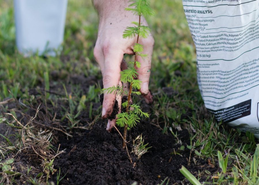 Volunteers from MCHS will be planting trees throughout the community on April 30 as part of an Environmental Club and Garden Club event with the organization Tree-Plenish.