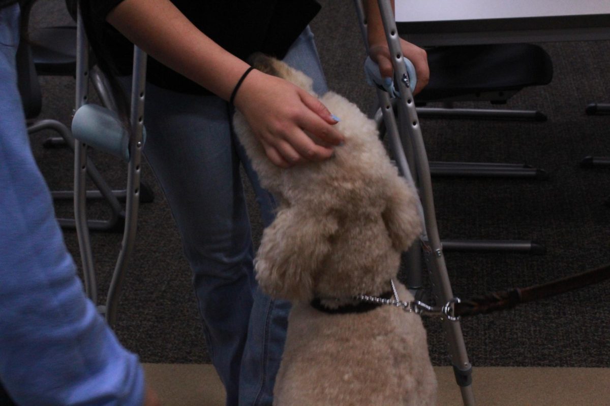 Although not an official yet therapy dog yet, Cheryl and Gary Myers’ dog Bailey is already doing a good job at cheering kids up and comforting them around MCHS.