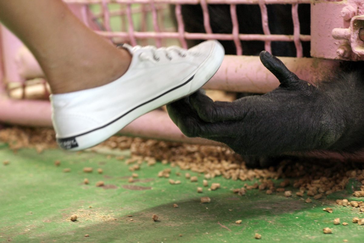 “Chimp Crazy” is a docuseries on Max following the story of Tonia Haddix, an exotic animal breeder, and her chimpanzee Tonka