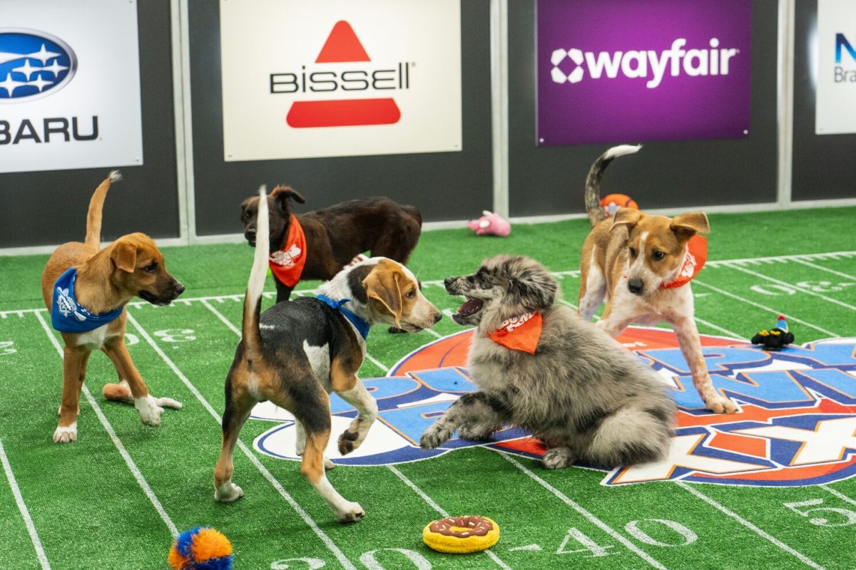 This image released by Animal Planet shows participants of the annual “Puppy Bowl” aired Sunday, Feb. 11 and was simulcast across Animal Planet, Discovery, TBS, truTV, Max and discovery+.