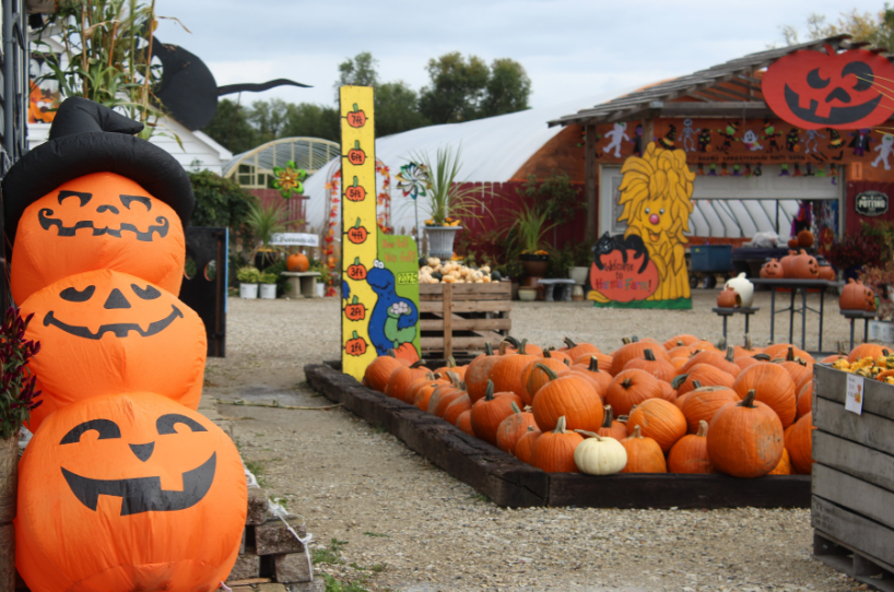 Pumpkins sit out on display ready for Halloween at Harms Farm on Oct 21. Harms Farm is only one of many family-friendly businesses hosting events during spooky season. 